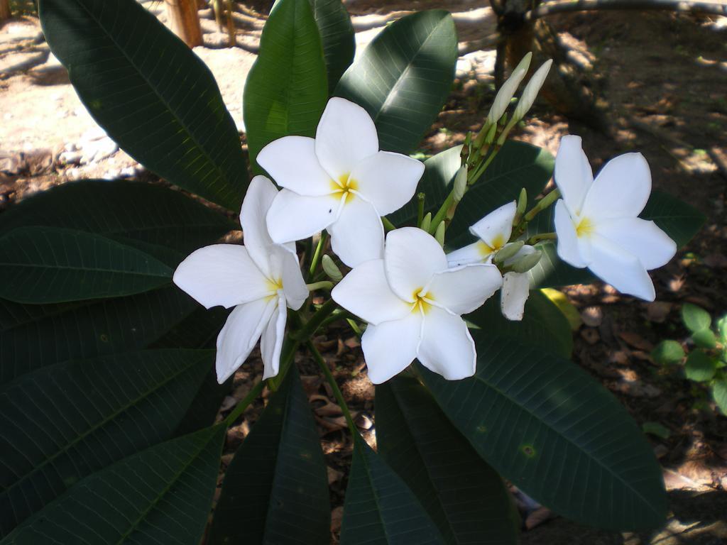 Seychelles Yellow Petals Anse Boileau Buitenkant foto