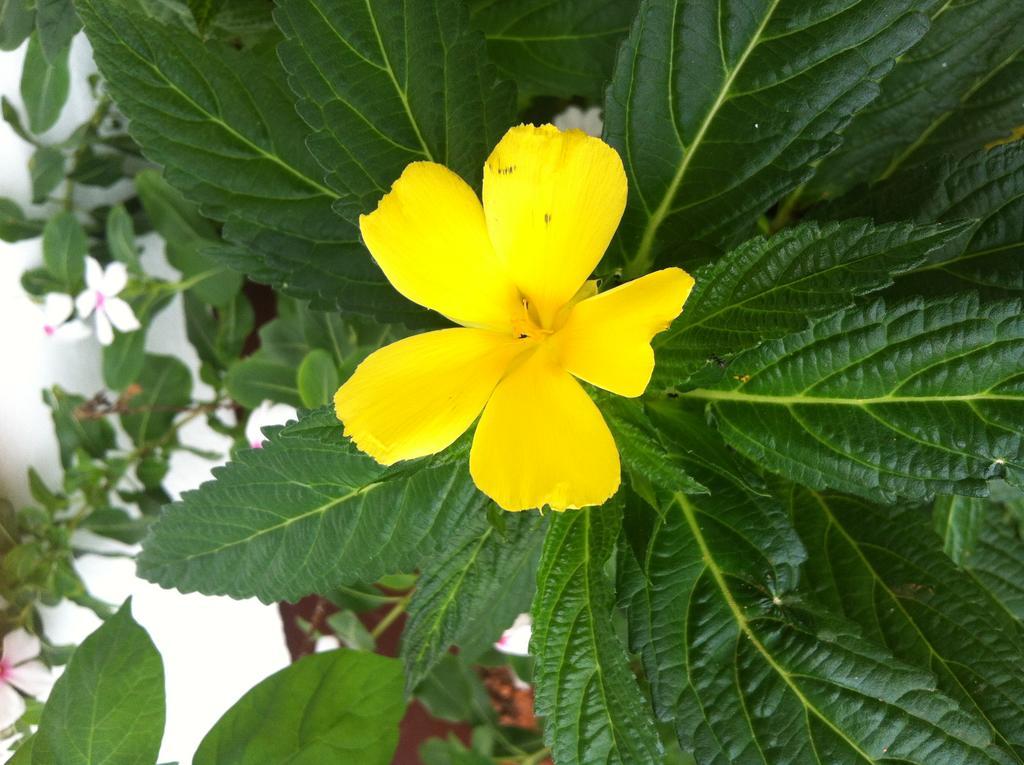 Seychelles Yellow Petals Anse Boileau Buitenkant foto