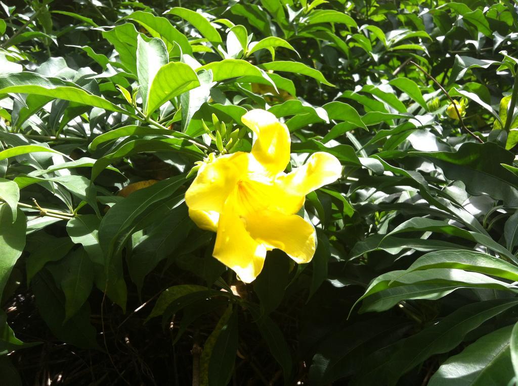 Seychelles Yellow Petals Anse Boileau Buitenkant foto