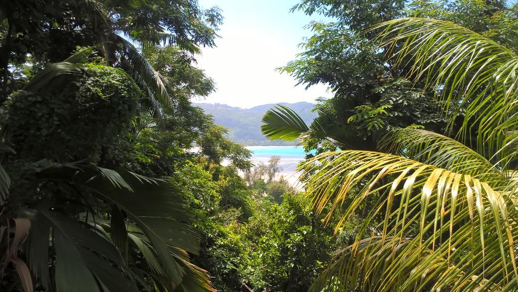 Seychelles Yellow Petals Anse Boileau Buitenkant foto